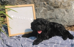 Blackie  puppies for sale