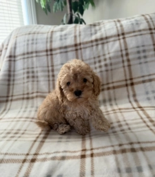 Waffle  puppies for sale