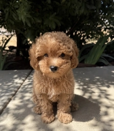 Maisie  puppies for sale