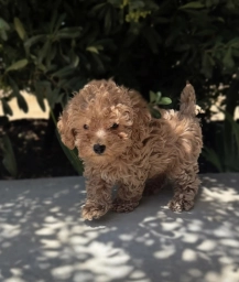 Stella  puppies for sale