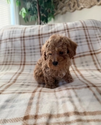 Churro  puppies for sale