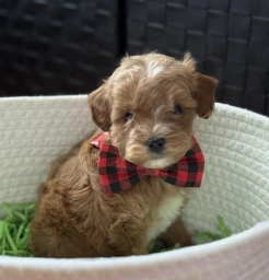 Klover Tiny  puppies for sale
