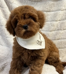 Rio  puppies for sale