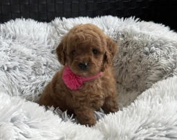 Kara  puppies for sale