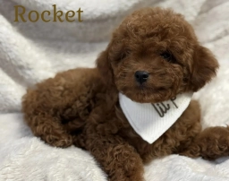Rocket  puppies for sale