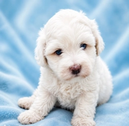 Casper  puppies for sale