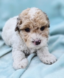 Oliver  puppies for sale