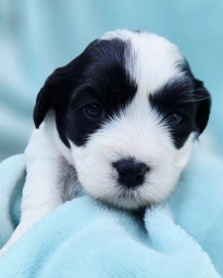 Macie  puppies for sale
