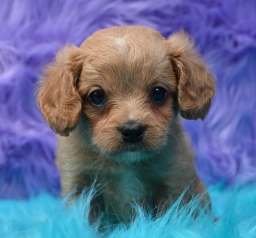 Dixie  puppies for sale