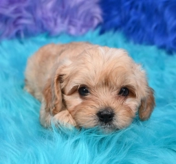 Bruno  puppies for sale