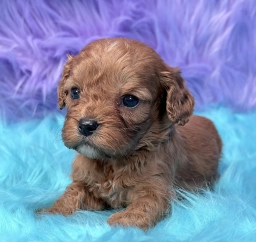 Bandit  puppies for sale