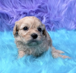 Hazel  puppies for sale