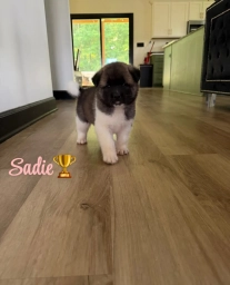 Sadie  puppies for sale