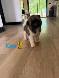 Knox  puppies for sale