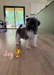 Ivy  puppies for sale