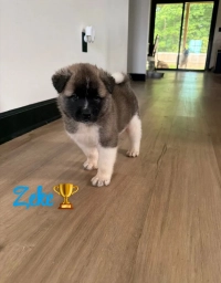Zeke  puppies for sale