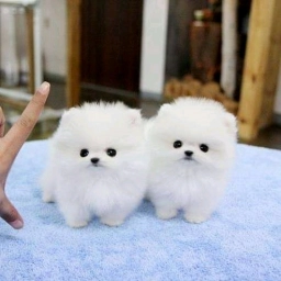Melody And Gift  puppies for sale