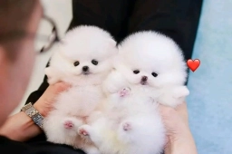 Melody And Gift  puppies for sale