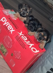 Puppies  puppies for sale