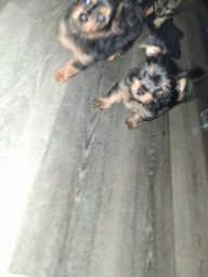 Puppies  puppies for sale