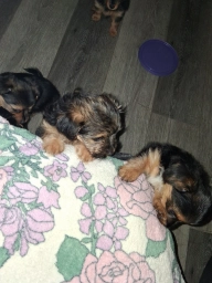 Puppy  puppies for sale