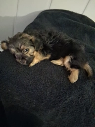 Puppy  puppies for sale