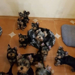 Ruby  puppies for sale
