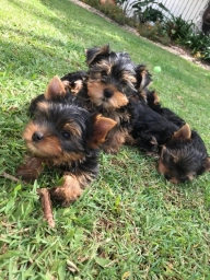 Ruby  puppies for sale