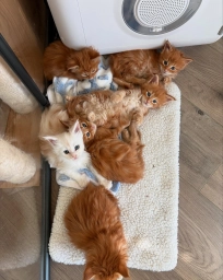 Luna. Bella. Milo. Oliver. Coco. Simba. Nala. Shadow. Whiskers. Peache  puppies for sale