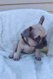 STELLA  puppies for sale