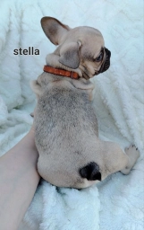 STELLA  puppies for sale
