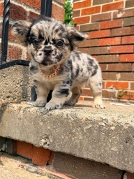 BELLA  puppies for sale