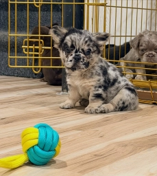 BELLA  puppies for sale