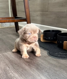 Andrew  puppies for sale