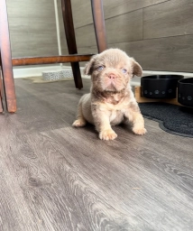 Andrew  puppies for sale