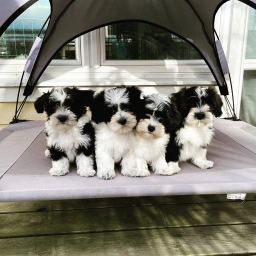 Heavenly Havanese puppies for sale