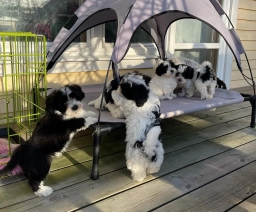 Heavenly Havanese puppies for sale