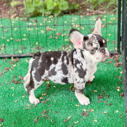 Lucy  puppies for sale