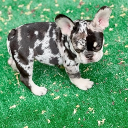 Lucy  puppies for sale