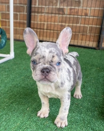 Mike  puppies for sale