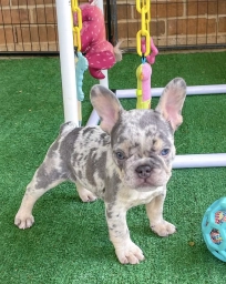 Mike  puppies for sale