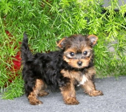 Mike  puppies for sale
