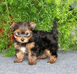 Mike  puppies for sale