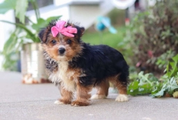 Lucy  puppies for sale
