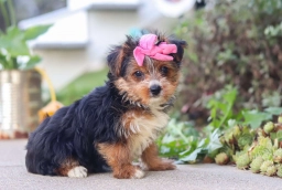 Lucy  puppies for sale