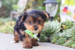 Atlas  puppies for sale
