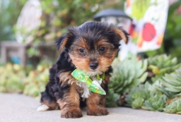 Atlas  puppies for sale