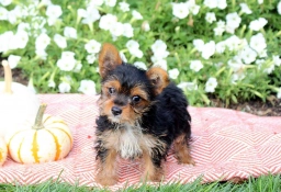 Princess  puppies for sale