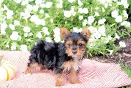 Princess  puppies for sale
