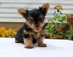 Theo  puppies for sale